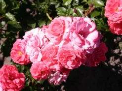 Beetrose 'Bad Birnbach' ® -Deutschland Garten Funk Verkaufs-Shop beetrose bad birnbach adr rose m004372 w 2