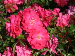 Beetrose 'Bad Birnbach' ® -Deutschland Garten Funk Verkaufs-Shop beetrose bad birnbach adr rose m004372 w 3