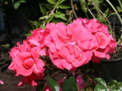 Beetrose 'Bad Birnbach' ® -Deutschland Garten Funk Verkaufs-Shop beetrose bad birnbach adr rose m004372 w 5