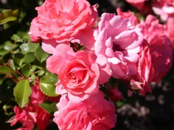 Beetrose 'Bad Birnbach' ® -Deutschland Garten Funk Verkaufs-Shop beetrose bad birnbach adr rose m004372 w 7