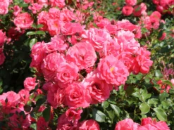 Beetrose 'Bad Birnbach' ®