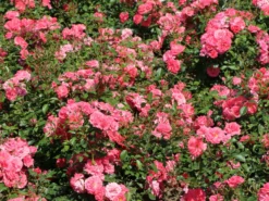 Beetrose 'Bad Birnbach' ® -Deutschland Garten Funk Verkaufs-Shop beetrose bad birnbach m004372 w 0