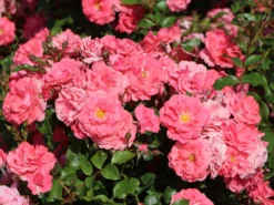 Beetrose 'Bad Birnbach' ® -Deutschland Garten Funk Verkaufs-Shop beetrose bad birnbach m004372 w 1