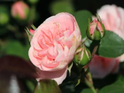 Beetrose 'Bailando' ® -Deutschland Garten Funk Verkaufs-Shop beetrose bailando m054348 w 0