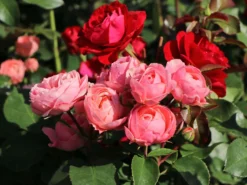 Beetrose 'Bailando' ® -Deutschland Garten Funk Verkaufs-Shop beetrose bailando m054348 w 1