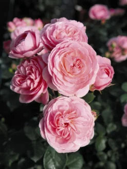 Beetrose 'Bailando' ® -Deutschland Garten Funk Verkaufs-Shop beetrose bailando m054348 w 2