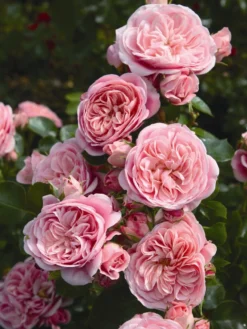 Beetrose 'Bailando' ® -Deutschland Garten Funk Verkaufs-Shop beetrose bailando m054348 w 3