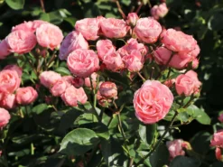 Beetrose 'Bailando' ® -Deutschland Garten Funk Verkaufs-Shop beetrose bailando m054348 w 6