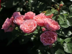 Beetrose 'Bailando' ® -Deutschland Garten Funk Verkaufs-Shop beetrose bailando m054348 w 7