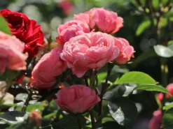 Beetrose 'Bailando' ® -Deutschland Garten Funk Verkaufs-Shop beetrose bailando m054348 w 8