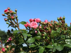 Beetrose 'Bailando' ® -Deutschland Garten Funk Verkaufs-Shop beetrose bailando m054348 w 9