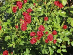 Beetrose 'Balou' ® -Deutschland Garten Funk Verkaufs-Shop beetrose balou m073316 w 0