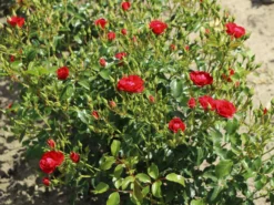 Beetrose 'Balou' ® -Deutschland Garten Funk Verkaufs-Shop beetrose balou m073316 w 1