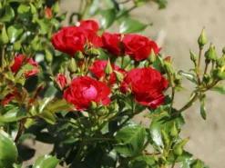 Beetrose 'Balou' ® -Deutschland Garten Funk Verkaufs-Shop beetrose balou m073316 w 2