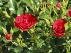 Beetrose 'Balou' ® -Deutschland Garten Funk Verkaufs-Shop beetrose balou m073316 w 3