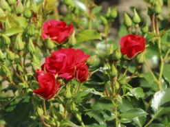 Beetrose 'Balou' ® -Deutschland Garten Funk Verkaufs-Shop beetrose balou m073316 w 4