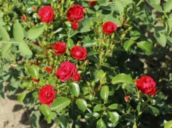 Beetrose 'Balou' ® -Deutschland Garten Funk Verkaufs-Shop beetrose balou m073316 w 5