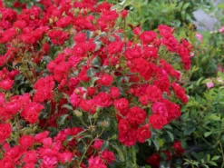 Beetrose 'Balou' ® -Deutschland Garten Funk Verkaufs-Shop beetrose balou m073316 w 6