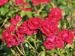 Beetrose 'Balou' ® -Deutschland Garten Funk Verkaufs-Shop beetrose balou m073316 w 8