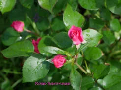 Beetrose 'Baronesse' ® -Deutschland Garten Funk Verkaufs-Shop beetrose baronesse m054920 1341765 0