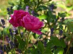 Beetrose 'Baronesse' ® -Deutschland Garten Funk Verkaufs-Shop beetrose baronesse m054920 1341765 1