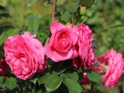 Beetrose 'Baronesse' ®