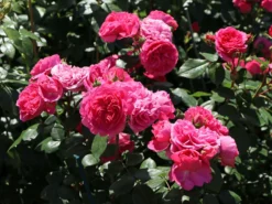 Beetrose 'Baronesse' ® -Deutschland Garten Funk Verkaufs-Shop beetrose baronesse m054920 w 0