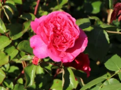 Beetrose 'Baronesse' ® -Deutschland Garten Funk Verkaufs-Shop beetrose baronesse m054920 w 1