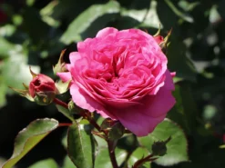 Beetrose 'Baronesse' ® -Deutschland Garten Funk Verkaufs-Shop beetrose baronesse m054920 w 2