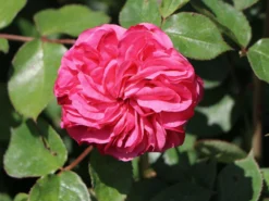 Beetrose 'Baronesse' ® -Deutschland Garten Funk Verkaufs-Shop beetrose baronesse m054920 w 3