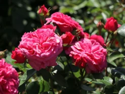 Beetrose 'Baronesse' ® -Deutschland Garten Funk Verkaufs-Shop beetrose baronesse m054920 w 5