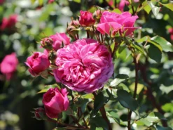 Beetrose 'Baronesse' ® -Deutschland Garten Funk Verkaufs-Shop beetrose baronesse m054920 w 7