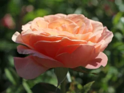 Beetrose 'Bengali' ® -Deutschland Garten Funk Verkaufs-Shop beetrose bengali m005798 w 0