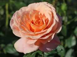 Beetrose 'Bengali' ® -Deutschland Garten Funk Verkaufs-Shop beetrose bengali m005798 w 1