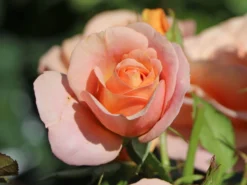 Beetrose 'Bengali' ® -Deutschland Garten Funk Verkaufs-Shop beetrose bengali m005798 w 2