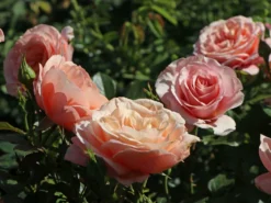 Beetrose 'Bengali' ® -Deutschland Garten Funk Verkaufs-Shop beetrose bengali m005798 w 3