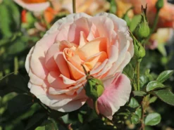 Beetrose 'Bengali' ® -Deutschland Garten Funk Verkaufs-Shop beetrose bengali m005798 w 5