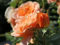 Beetrose 'Bengali' ® -Deutschland Garten Funk Verkaufs-Shop beetrose bengali m005798 w 6