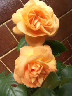 Beetrose 'Tantaus Bernstein-Rose' ® -Deutschland Garten Funk Verkaufs-Shop beetrose bernstein rose m002898 307684 0