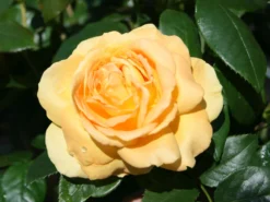 Beetrose 'Tantaus Bernstein-Rose' ® -Deutschland Garten Funk Verkaufs-Shop beetrose bernstein rose m002898 w 0