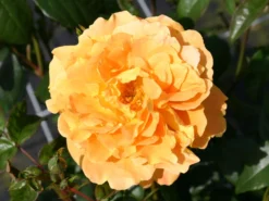 Beetrose 'Tantaus Bernstein-Rose' ® -Deutschland Garten Funk Verkaufs-Shop beetrose bernstein rose m002898 w 5