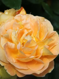 Beetrose 'Tantaus Bernstein-Rose' ® -Deutschland Garten Funk Verkaufs-Shop beetrose bernstein rose m002898 w 7