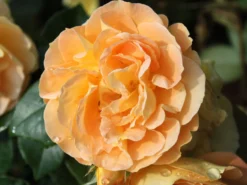 Beetrose 'Tantaus Bernstein-Rose' ® -Deutschland Garten Funk Verkaufs-Shop beetrose bernstein rose m002898 w 8