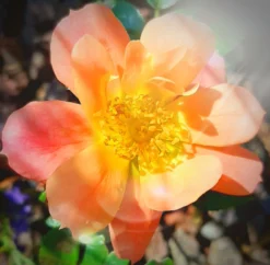 Bodendecker-Rose 'Bienenweide ® Apricot' 27 Bodendecker-Rose 'Bienenweide ® Apricot' -Deutschland Garten Funk Verkaufs-Shop beetrose bienenweide apricot m094428 1010650 0