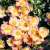 Bodendecker-Rose 'Bienenweide ® Apricot'