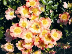 Bodendecker-Rose 'Bienenweide ® Apricot'
