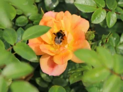 Bodendecker-Rose 'Bienenweide ® Apricot' 20 Bodendecker-Rose 'Bienenweide ® Apricot' -Deutschland Garten Funk Verkaufs-Shop beetrose bienenweide apricot m094428 w 1