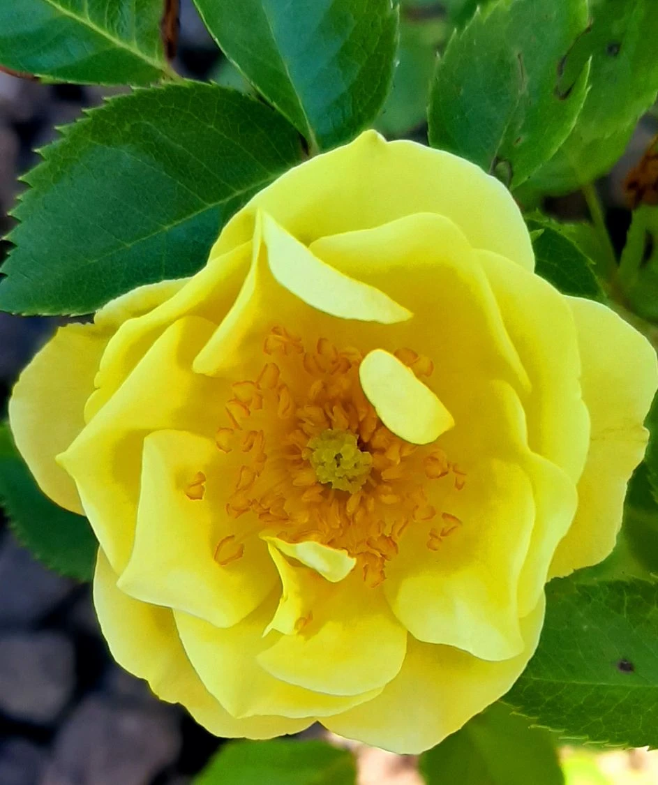 Bodendecker-Rose 'Bienenweide ® Gelb' 14 Bodendecker-Rose 'Bienenweide ® Gelb' – Bild 14