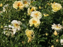 Bodendecker-Rose 'Bienenweide ® Gelb' 19 Bodendecker-Rose 'Bienenweide ® Gelb' -Deutschland Garten Funk Verkaufs-Shop beetrose bienenweide gelb m094434 w 0