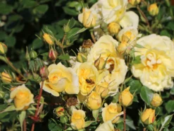 Bodendecker-Rose 'Bienenweide ® Gelb' 23 Bodendecker-Rose 'Bienenweide ® Gelb' -Deutschland Garten Funk Verkaufs-Shop beetrose bienenweide gelb m094434 w 1